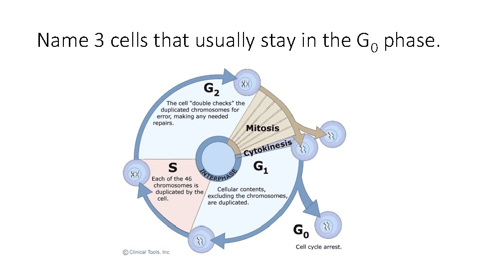 Name 3 cells that usually stay in the G 0 phase. 