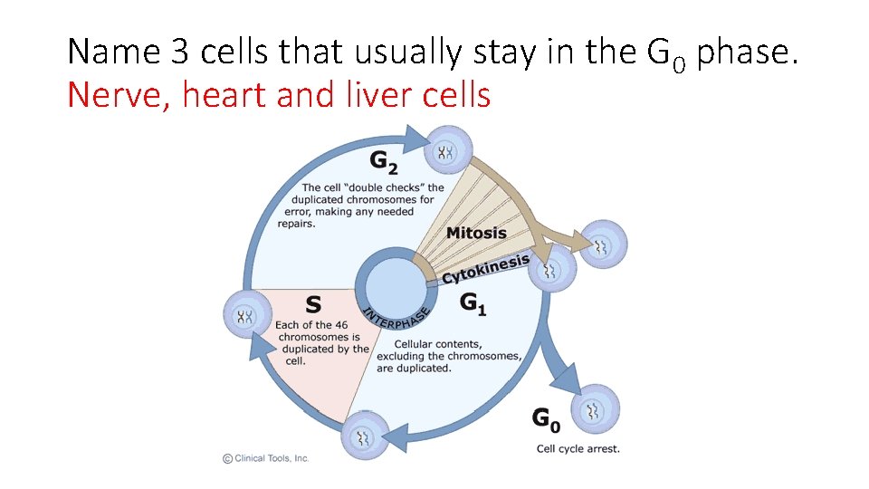 Name 3 cells that usually stay in the G 0 phase. Nerve, heart and
