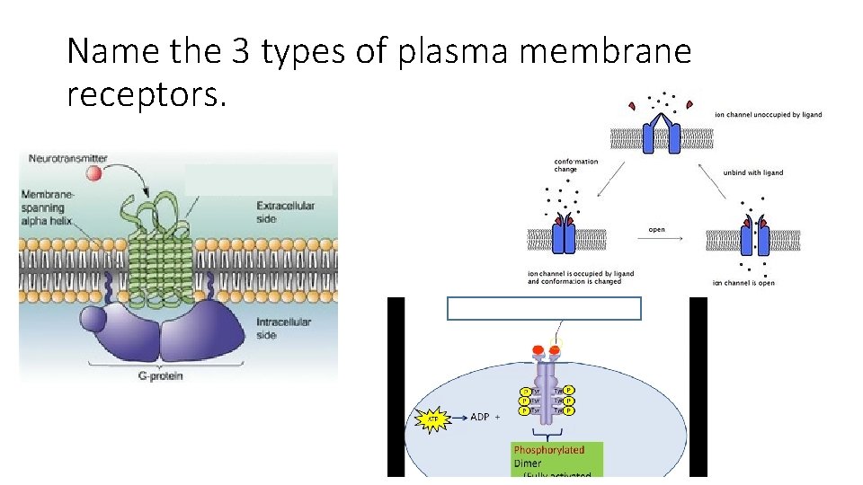 Name the 3 types of plasma membrane receptors. 
