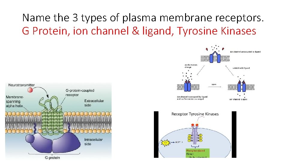 Name the 3 types of plasma membrane receptors. G Protein, ion channel & ligand,