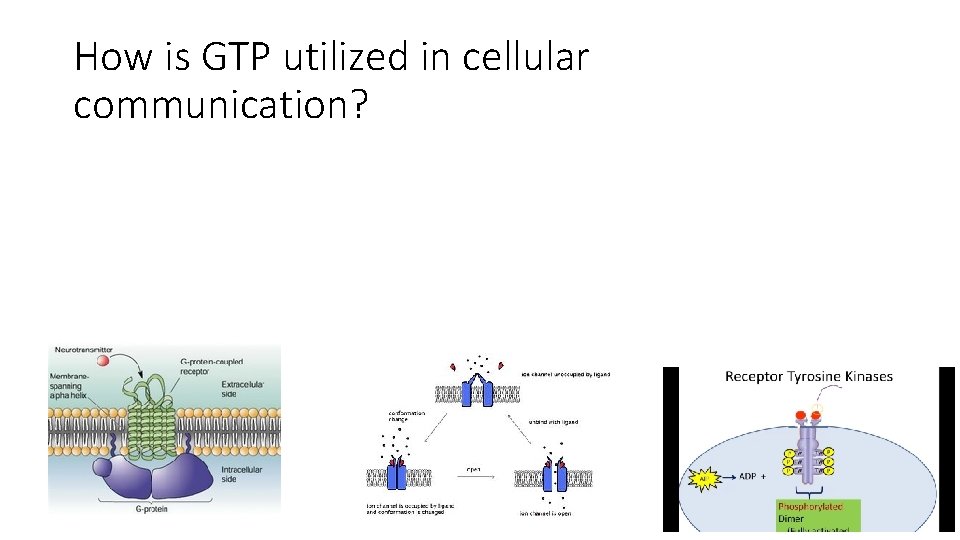 How is GTP utilized in cellular communication? 