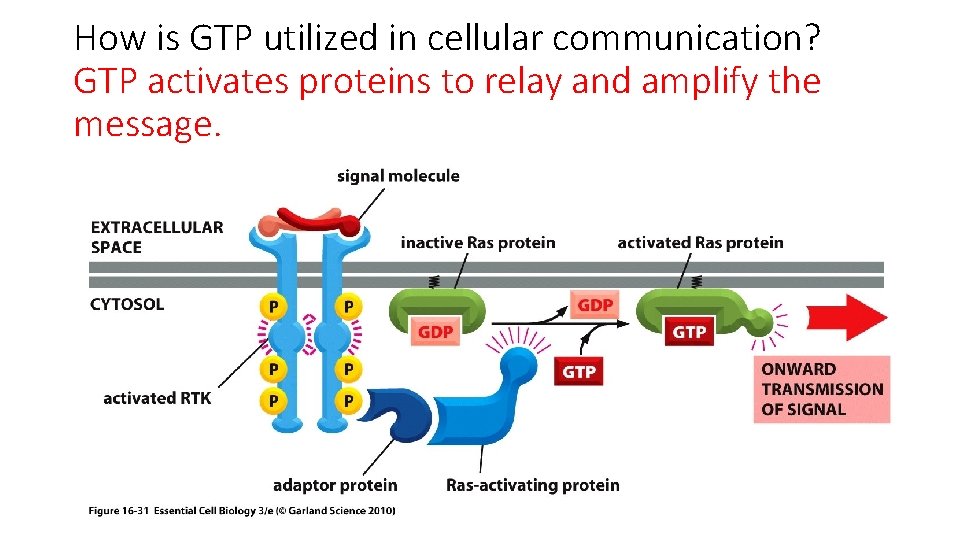 How is GTP utilized in cellular communication? GTP activates proteins to relay and amplify