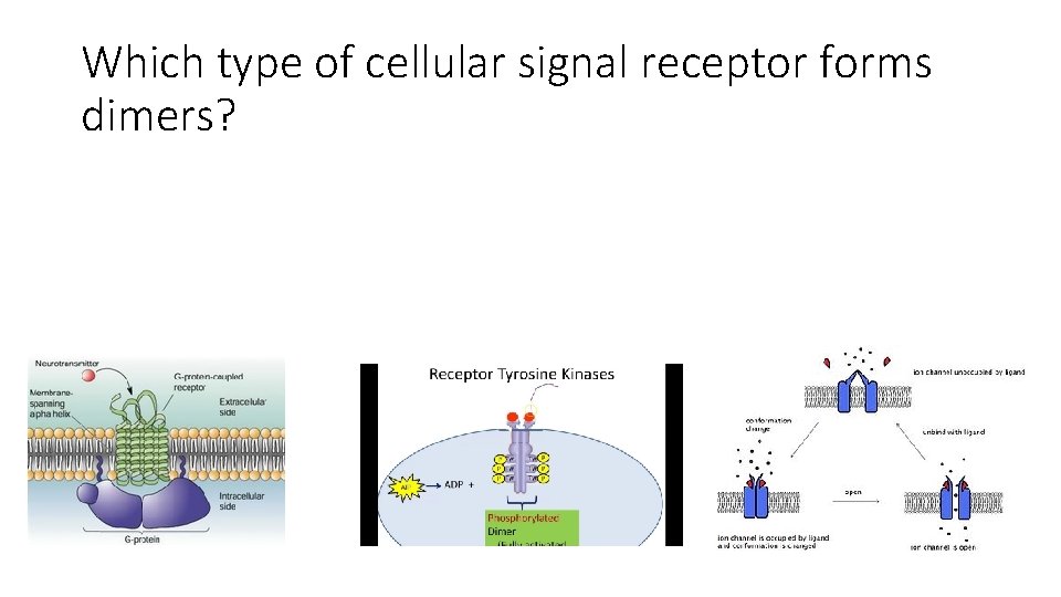 Which type of cellular signal receptor forms dimers? 
