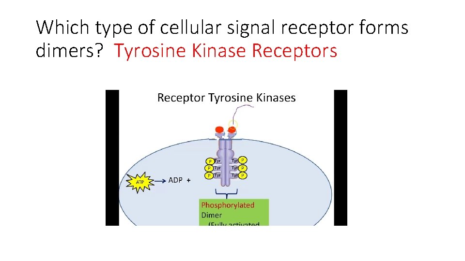 Which type of cellular signal receptor forms dimers? Tyrosine Kinase Receptors 
