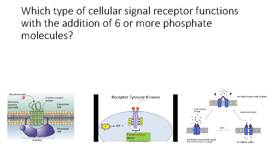 Which type of cellular signal receptor functions with the addition of 6 or more