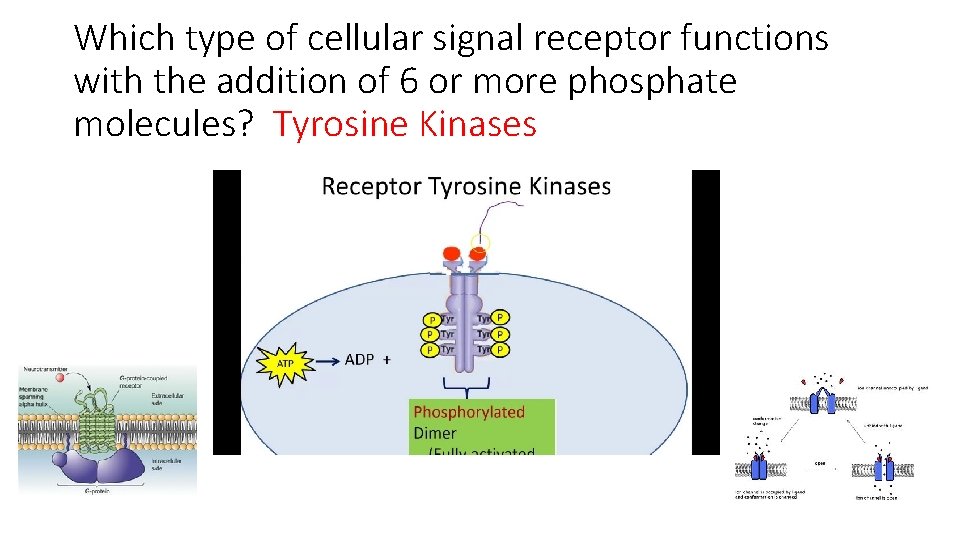 Which type of cellular signal receptor functions with the addition of 6 or more