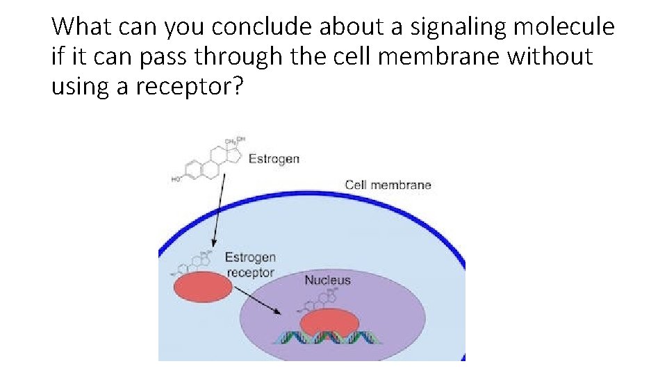 What can you conclude about a signaling molecule if it can pass through the