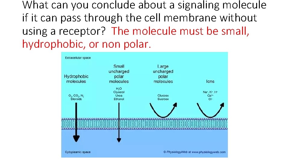 What can you conclude about a signaling molecule if it can pass through the