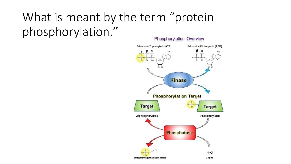 What is meant by the term “protein phosphorylation. ” 