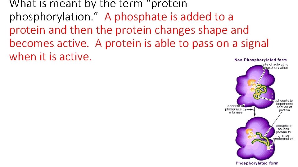 What is meant by the term “protein phosphorylation. ” A phosphate is added to