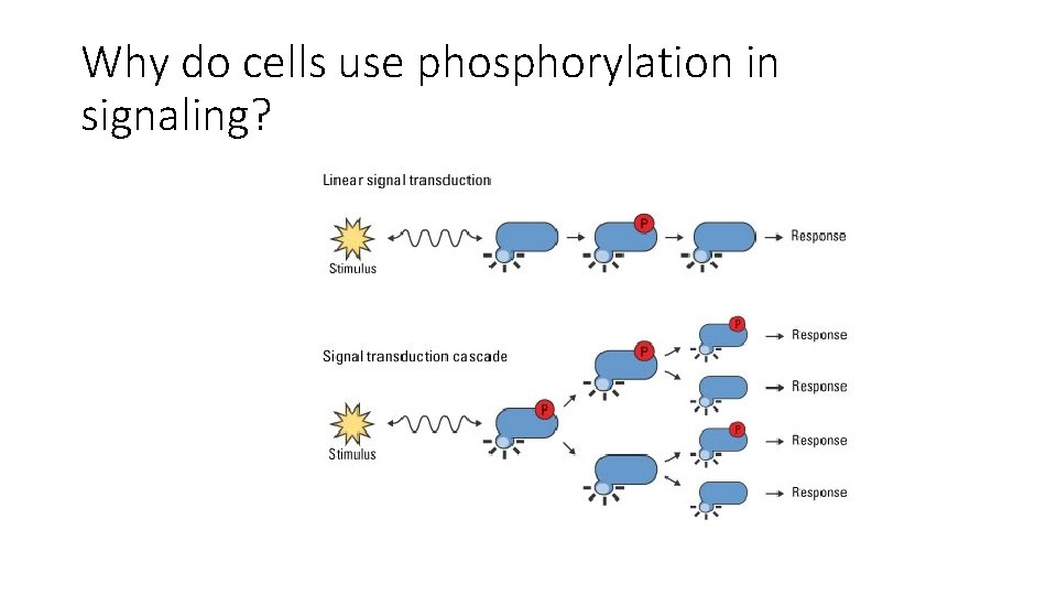 Why do cells use phosphorylation in signaling? 