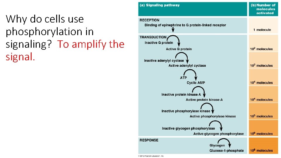 Why do cells use phosphorylation in signaling? To amplify the signal. 
