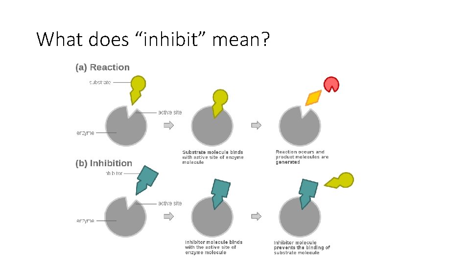 What does “inhibit” mean? 