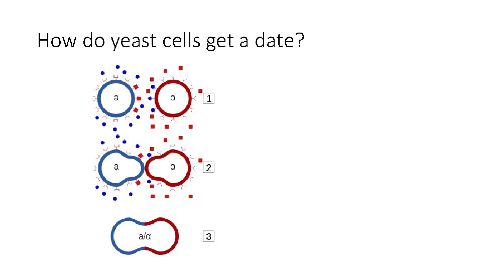 How do yeast cells get a date? 
