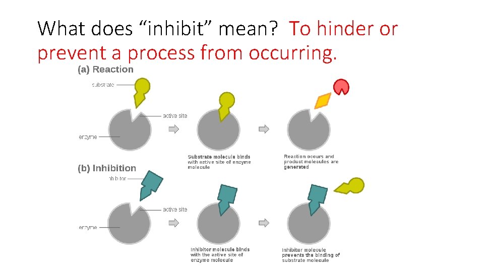 What does “inhibit” mean? To hinder or prevent a process from occurring. 
