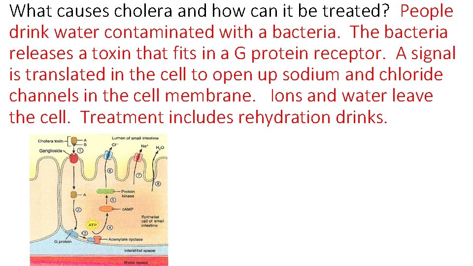 What causes cholera and how can it be treated? People drink water contaminated with