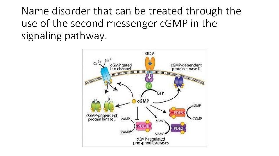Name disorder that can be treated through the use of the second messenger c.