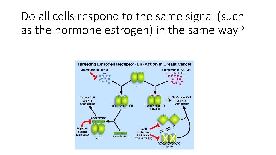 Do all cells respond to the same signal (such as the hormone estrogen) in