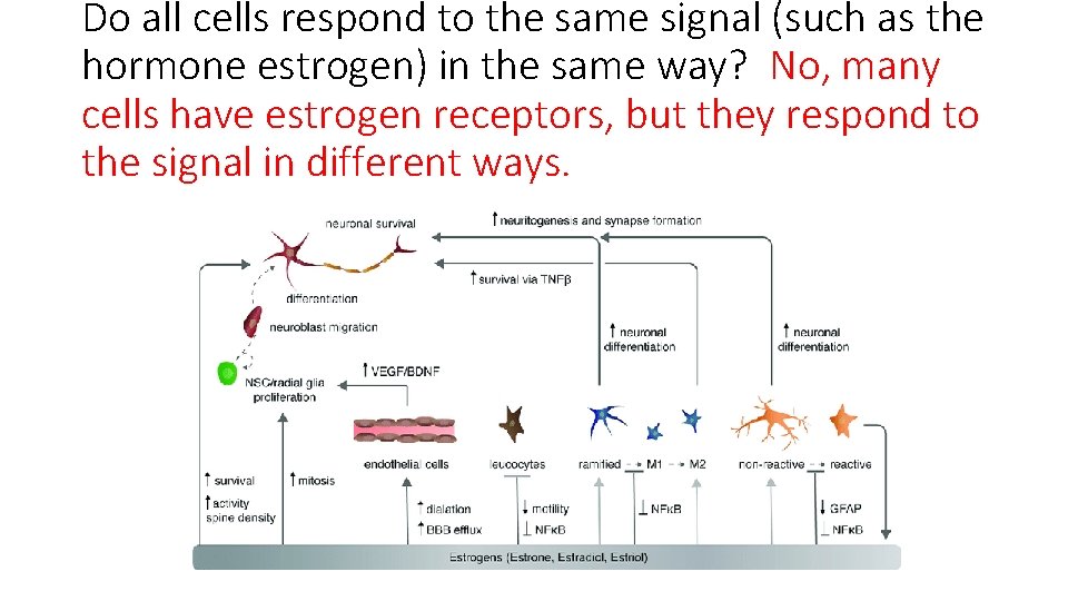 Do all cells respond to the same signal (such as the hormone estrogen) in