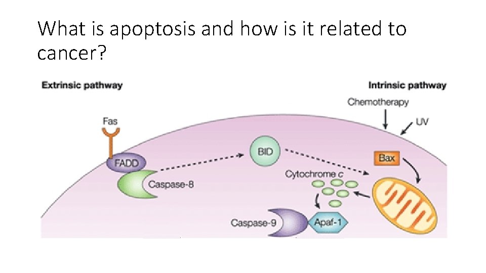 What is apoptosis and how is it related to cancer? 