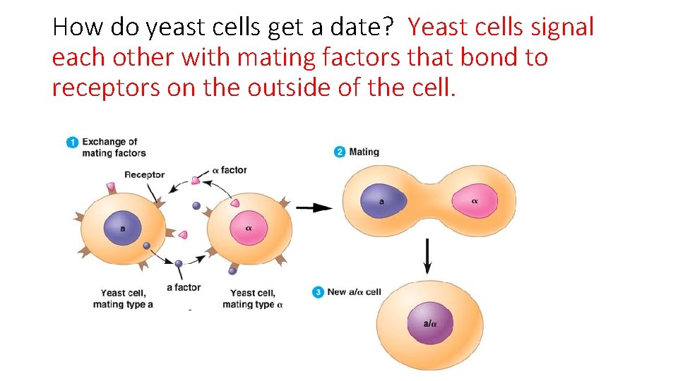 How do yeast cells get a date? Yeast cells signal each other with mating