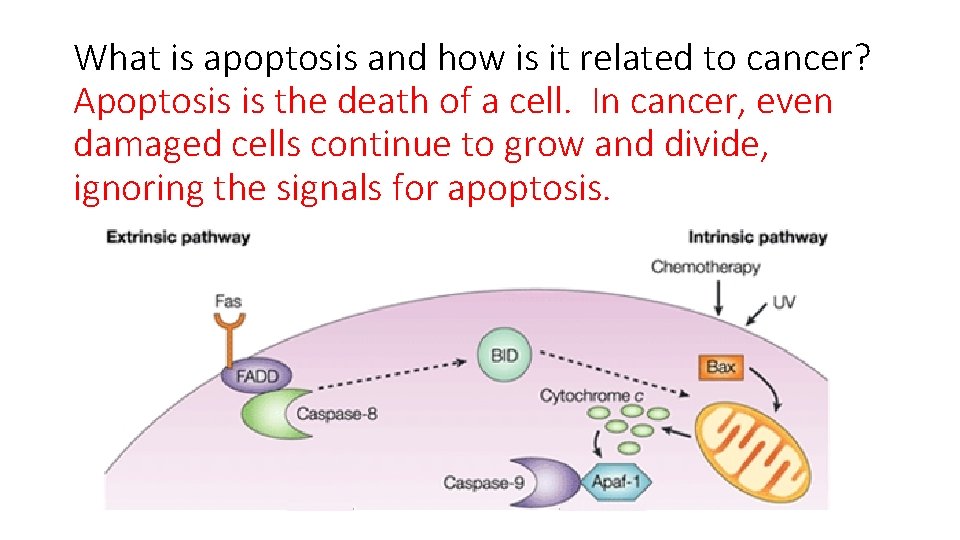 What is apoptosis and how is it related to cancer? Apoptosis is the death