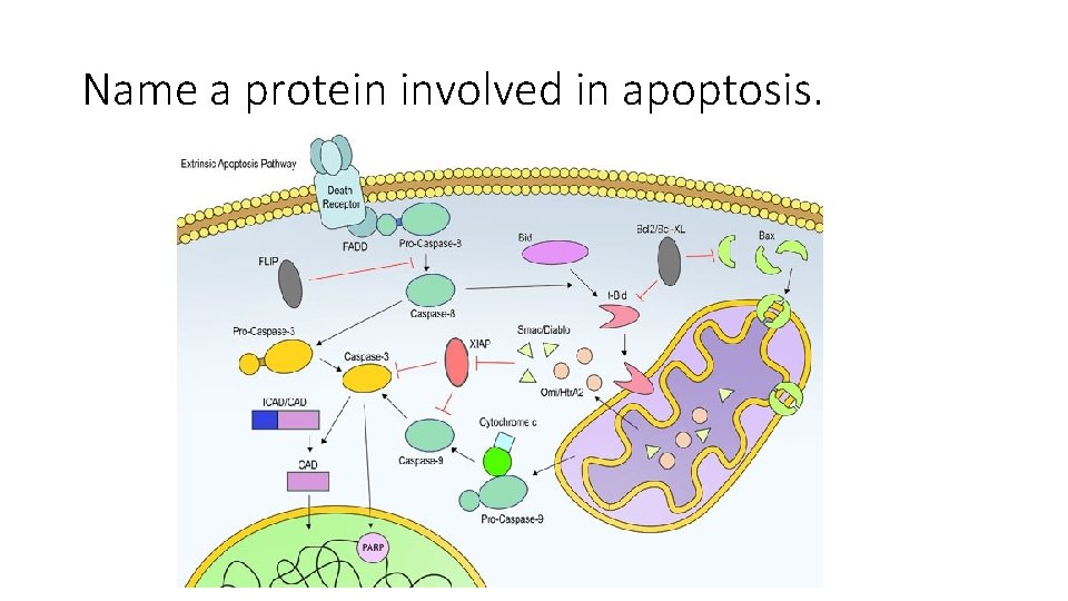 Name a protein involved in apoptosis. 