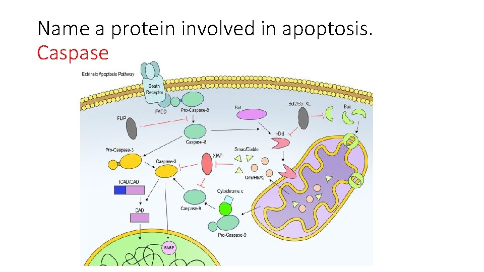 Name a protein involved in apoptosis. Caspase 