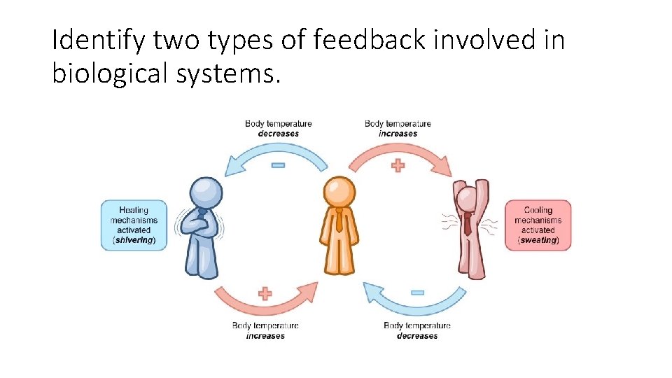 Identify two types of feedback involved in biological systems. 