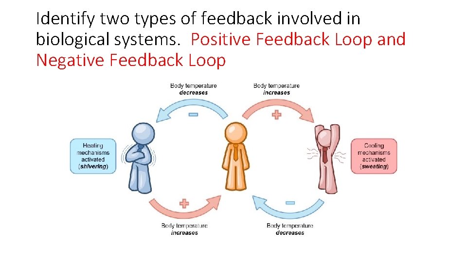 Identify two types of feedback involved in biological systems. Positive Feedback Loop and Negative