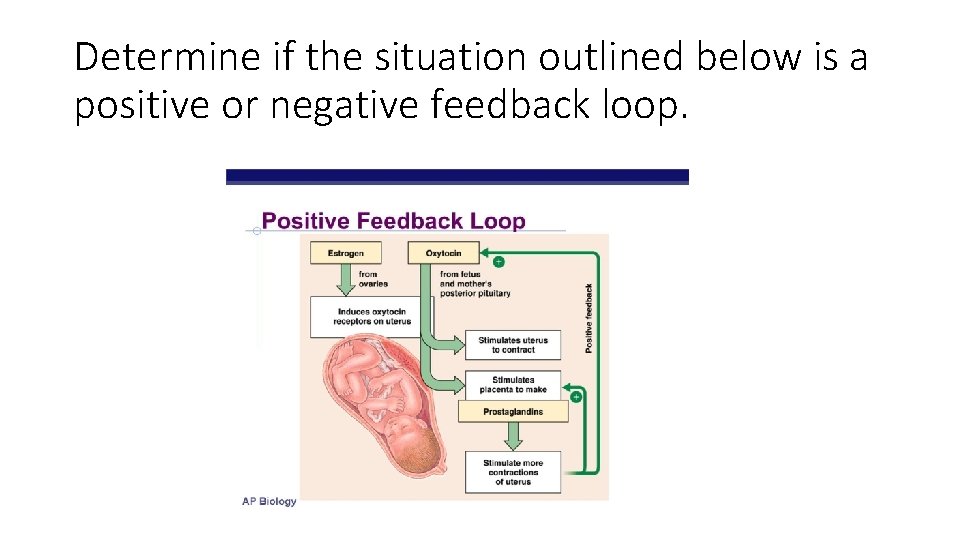 Determine if the situation outlined below is a positive or negative feedback loop. 