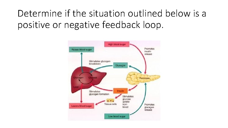 Determine if the situation outlined below is a positive or negative feedback loop. 