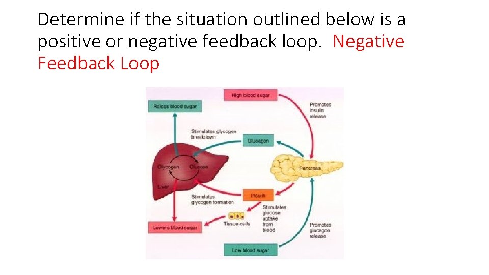 Determine if the situation outlined below is a positive or negative feedback loop. Negative