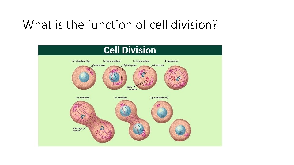 What is the function of cell division? 