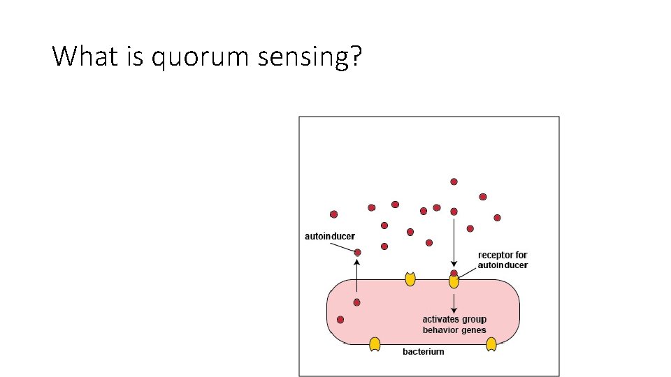 What is quorum sensing? 