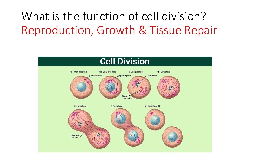 What is the function of cell division? Reproduction, Growth & Tissue Repair 