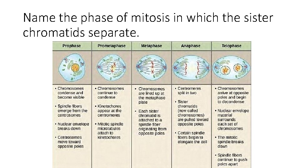 Name the phase of mitosis in which the sister chromatids separate. 