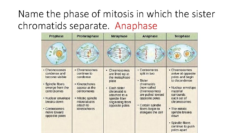 Name the phase of mitosis in which the sister chromatids separate. Anaphase 