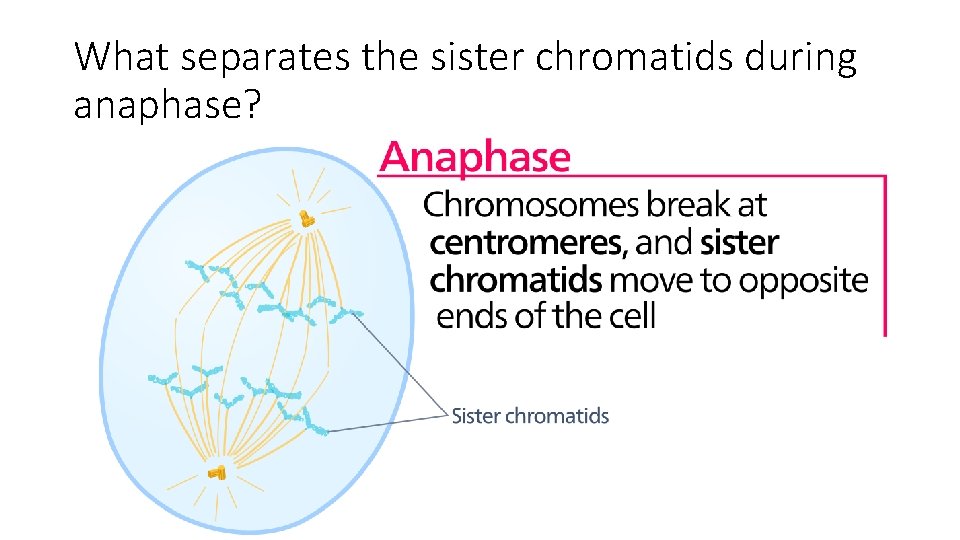 What separates the sister chromatids during anaphase? 