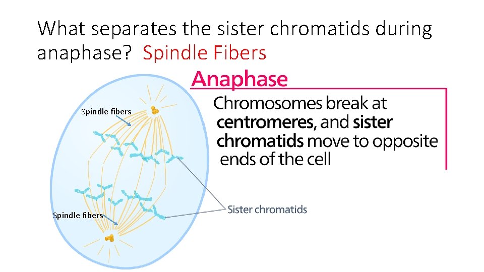 What separates the sister chromatids during anaphase? Spindle Fibers Spindle fibers 