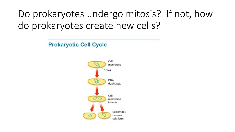 Do prokaryotes undergo mitosis? If not, how do prokaryotes create new cells? 