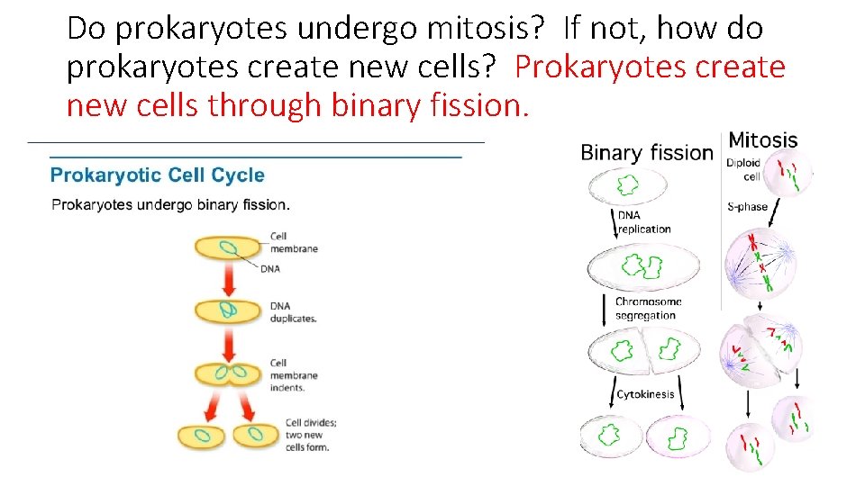 Do prokaryotes undergo mitosis? If not, how do prokaryotes create new cells? Prokaryotes create