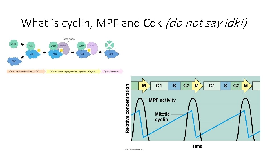 What is cyclin, MPF and Cdk (do not say idk!) 
