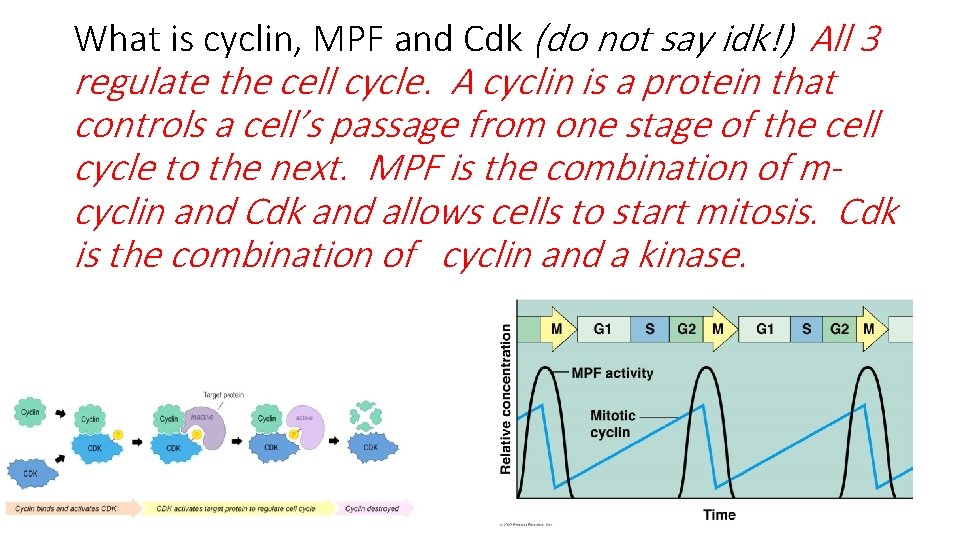What is cyclin, MPF and Cdk (do not say idk!) All 3 regulate the