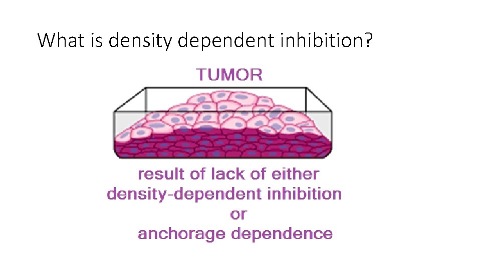 What is density dependent inhibition? 