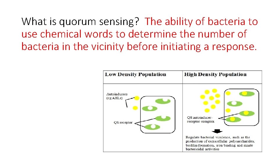 What is quorum sensing? The ability of bacteria to use chemical words to determine