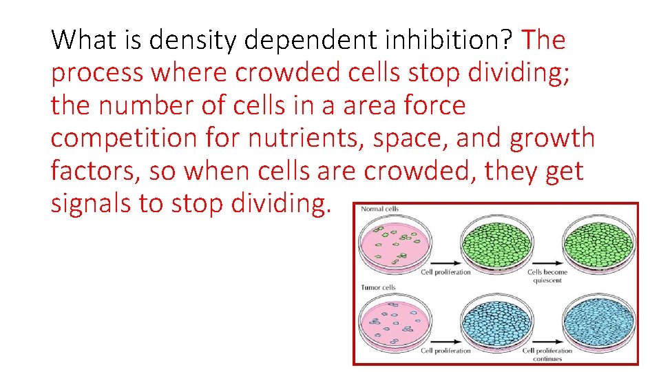 What is density dependent inhibition? The process where crowded cells stop dividing; the number