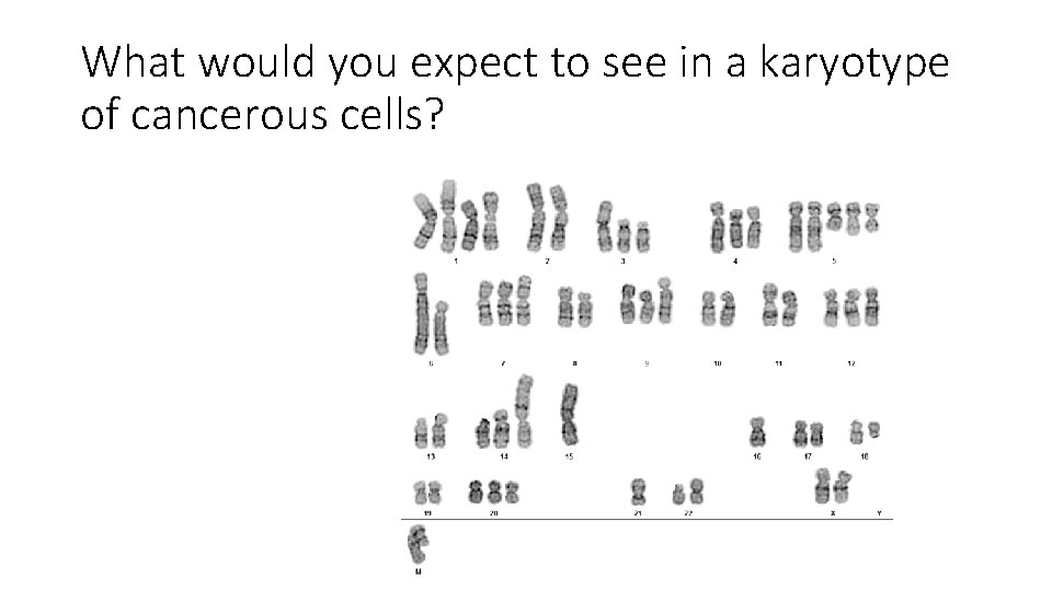 What would you expect to see in a karyotype of cancerous cells? 