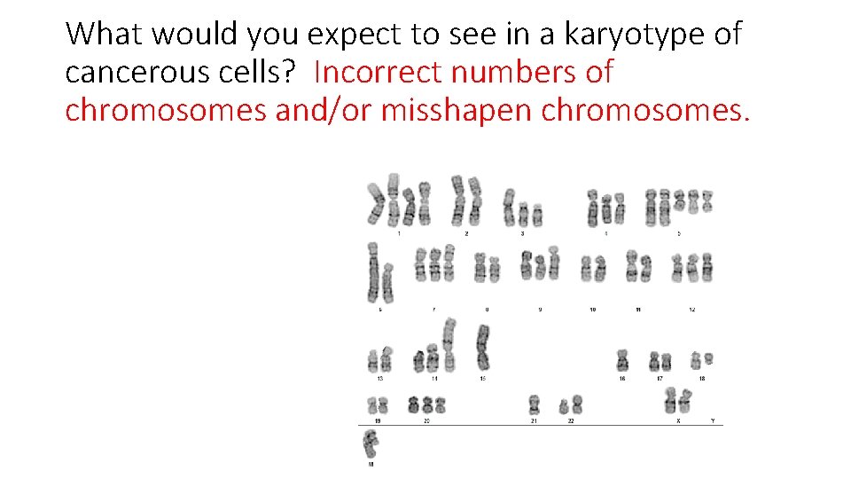 What would you expect to see in a karyotype of cancerous cells? Incorrect numbers