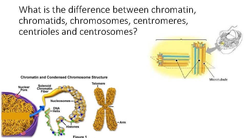 What is the difference between chromatin, chromatids, chromosomes, centromeres, centrioles and centrosomes? 